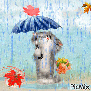 chat pluie automne - Free animated GIF