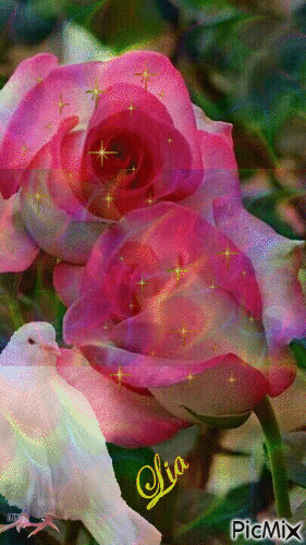 Rosas - 無料のアニメーション GIF