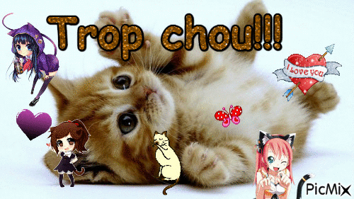 Trop chou le chat!!<3 - Free animated GIF