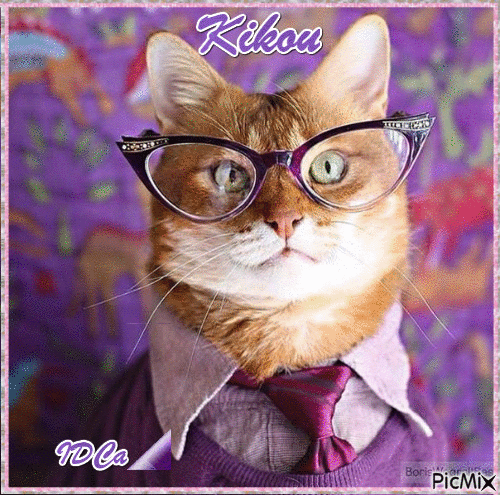 Kikou les chatons - Ücretsiz animasyonlu GIF