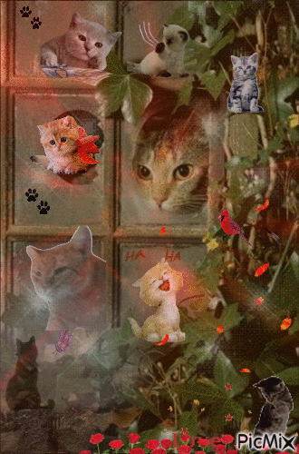 Window cats - Free animated GIF
