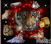 tigres - GIF animé gratuit