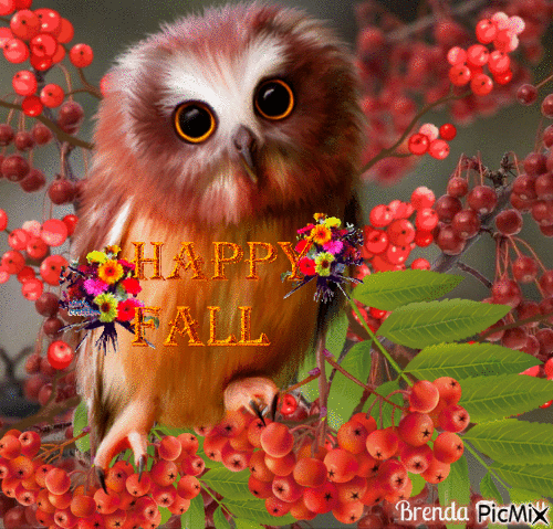 autumn owl - Gratis animerad GIF