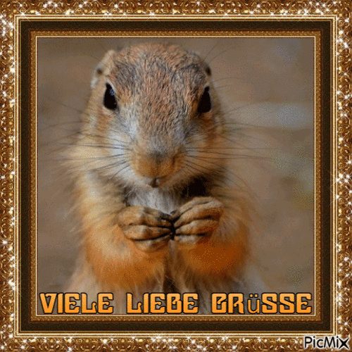 Squirrel... - GIF animasi gratis