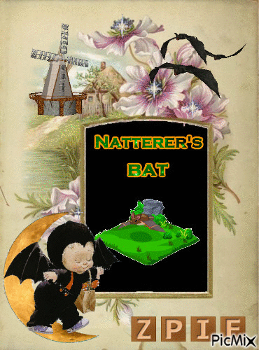 Natterer's bat - Gratis geanimeerde GIF
