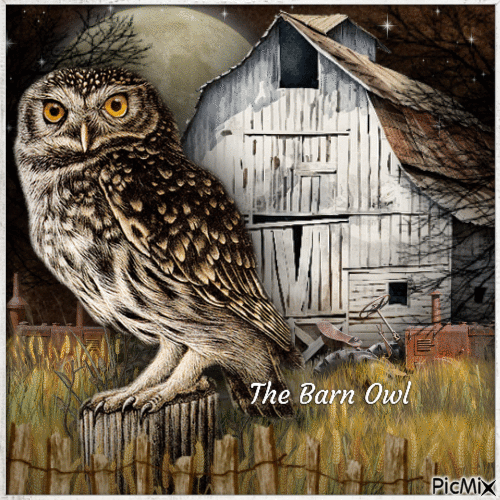 The Barn Owl-RM-08-13-23 - Бесплатни анимирани ГИФ