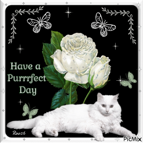 Have A Purrrfect Day