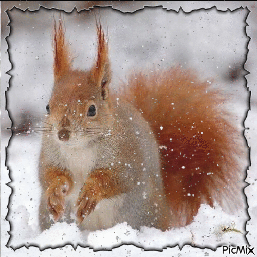 Squirrel in winter - GIF เคลื่อนไหวฟรี