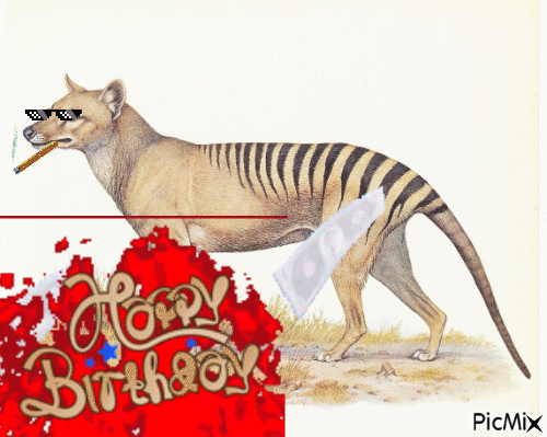 Happy birthday thylacine - Zdarma animovaný GIF