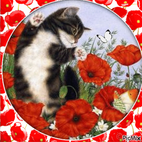 CHAT ET COQUELICOTS - Free animated GIF