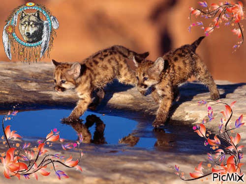 Cougar cubs - PNG gratuit
