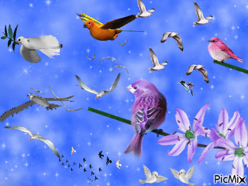 les oiseau - 無料のアニメーション GIF