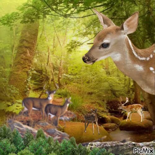derr in the forest - Free PNG