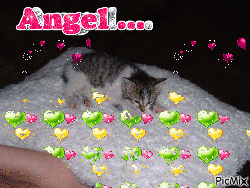Angel 2008 - Free animated GIF