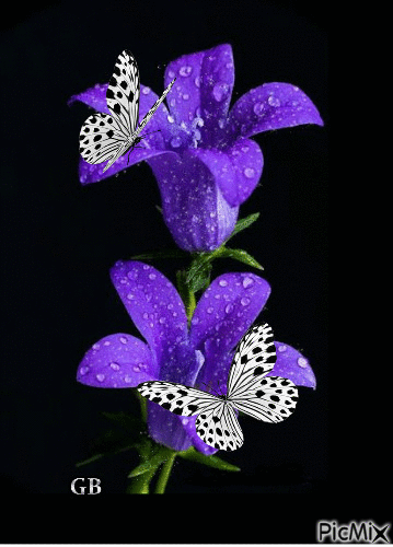 Schmetterling - Gratis geanimeerde GIF