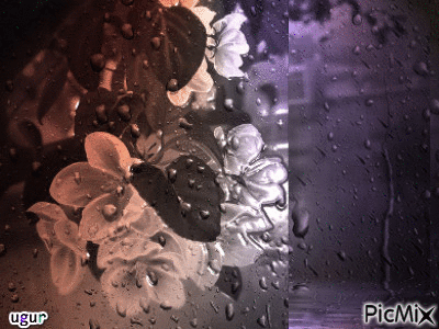 pencerede yağmur - Darmowy animowany GIF