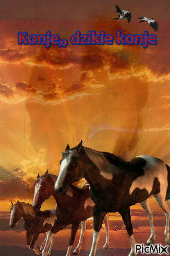 konje - Zdarma animovaný GIF