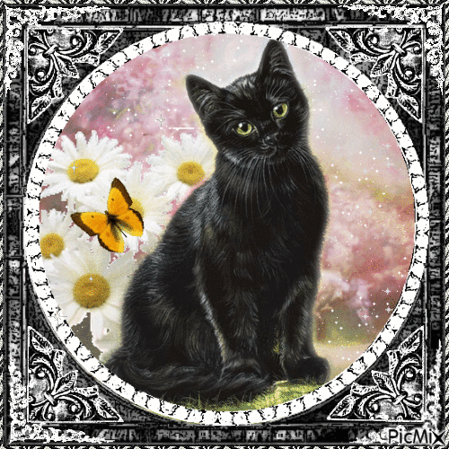 black kitten - GIF animé gratuit