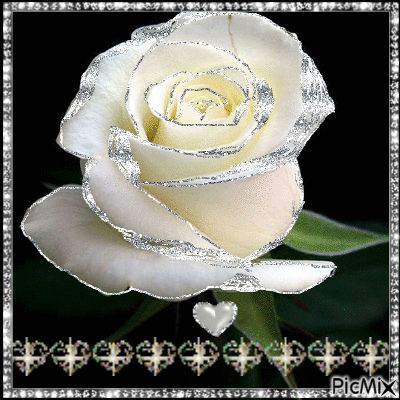 Rosa blanca - GIF animado grátis