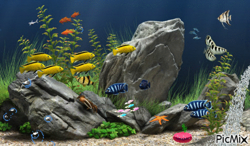 Aquarium life - Free animated GIF