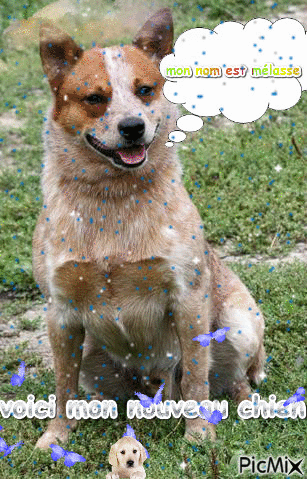 lé c'est mon nouveau chien - Animovaný GIF zadarmo