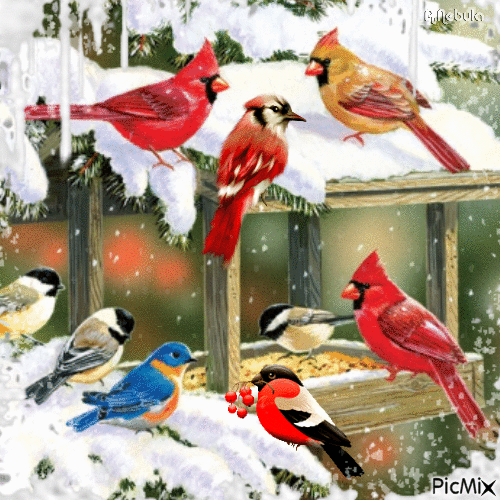 Birds in Winter/contest - Free animated GIF