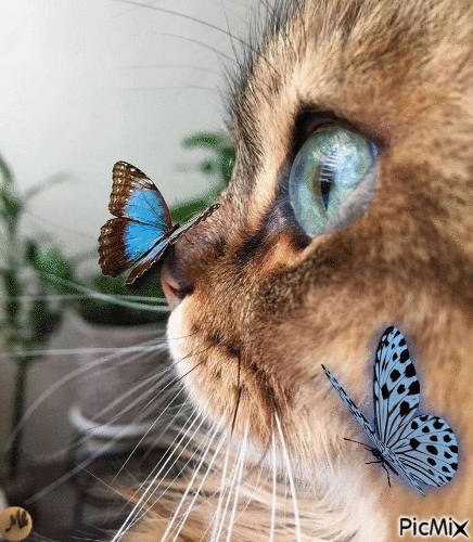 Dos mariposas azules - 免费动画 GIF
