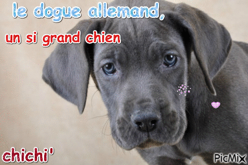 le dogue allemand - 免费动画 GIF