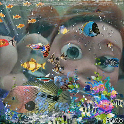 fish tank - GIF animado gratis