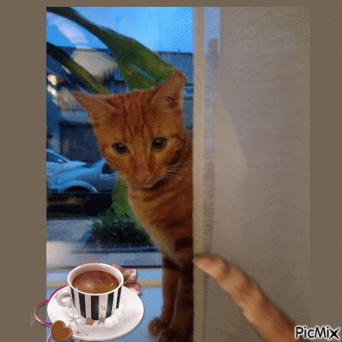 goodmorning cat - Bezmaksas animēts GIF