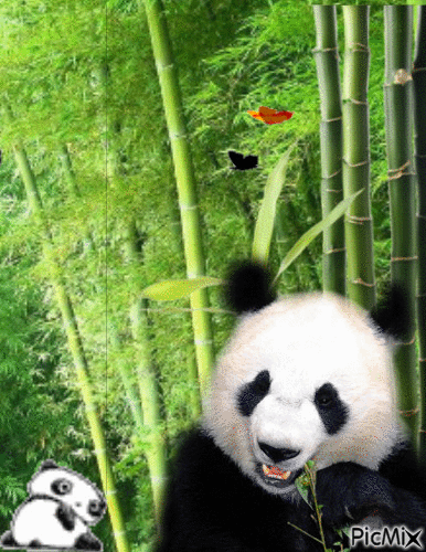 panda - GIF เคลื่อนไหวฟรี