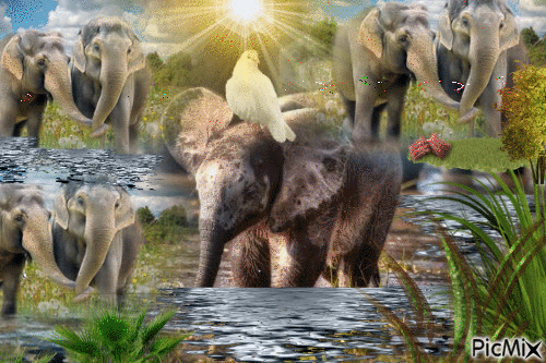 Elephants - Free animated GIF