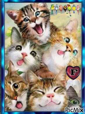 Alegria dos gatos - GIF animado gratis