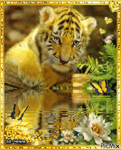 Tiger-baby. - GIF animé gratuit