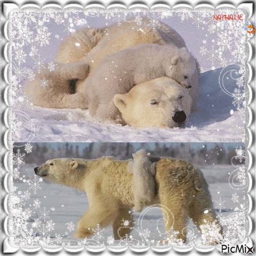 27/02/2017 Día Internacional del Oso Polar - Darmowy animowany GIF
