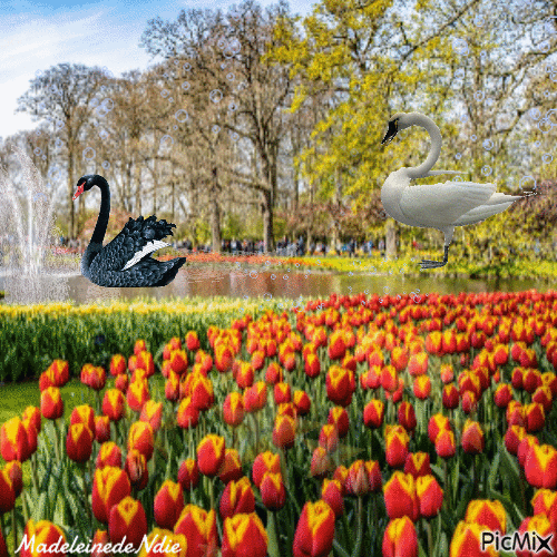 le champ de tulipes - Gratis animerad GIF