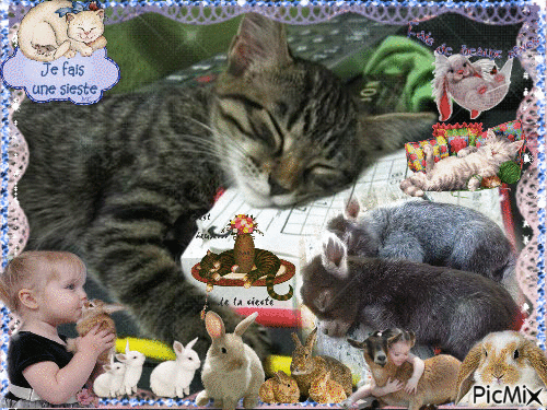 chat alors c'est la sieste - Bezmaksas animēts GIF