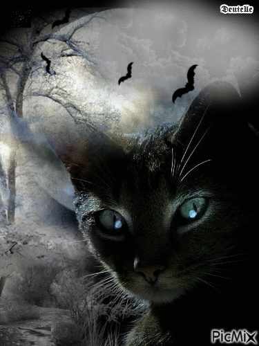 Un chat dans la nuit - Бесплатни анимирани ГИФ