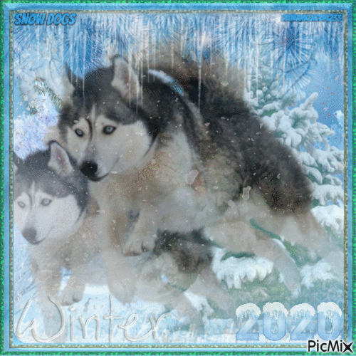 Winter Snow Dogs - Free animated GIF