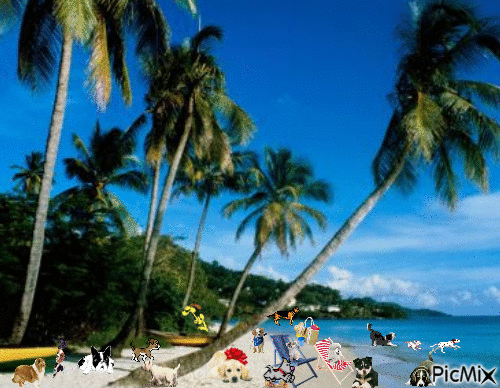 la plage des chiens - GIF animado grátis