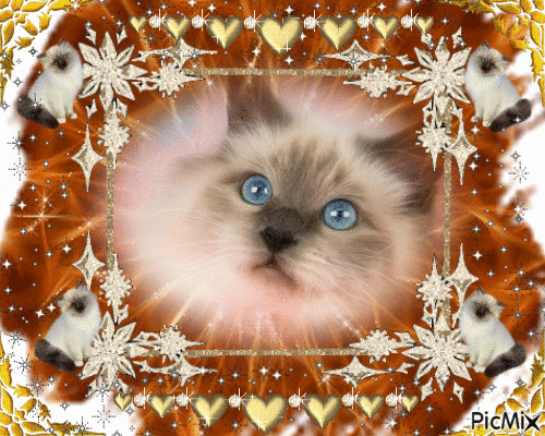jolie petit chat au yeux bleu - Безплатен анимиран GIF
