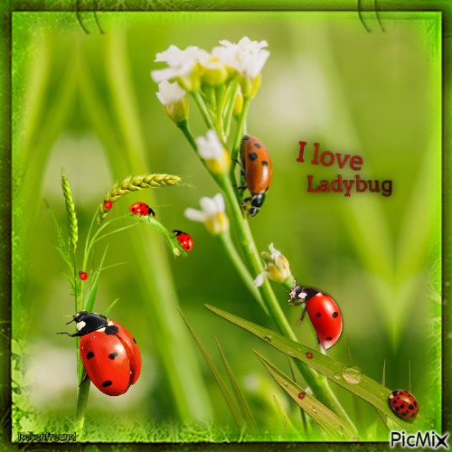 Mein Lieblingsinsekt----Ladybug - zdarma png