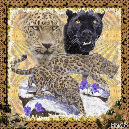 Leopards - GIF animado grátis
