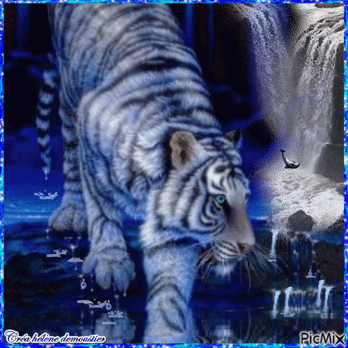 HD tigre blanc et cascade - Ingyenes animált GIF