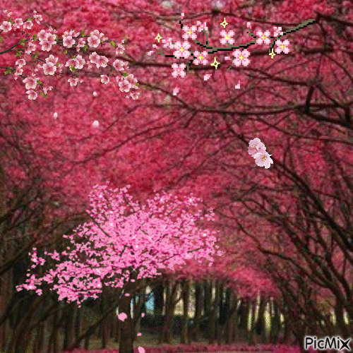 Cherry blossoms - Animovaný GIF zadarmo