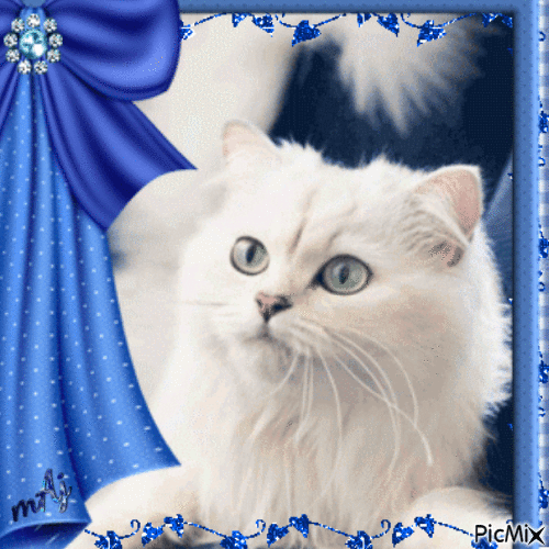 Concours "Chat Blanc" - 免费动画 GIF