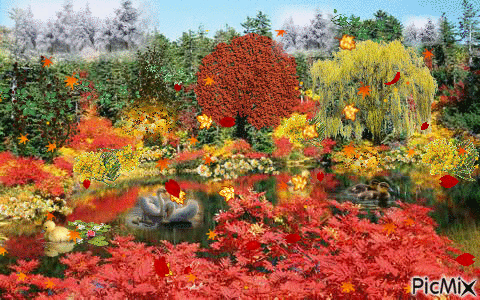 FALL SCENE, BROWN, RED, ORANGE, YELLOW LEAVES IN THE TREES, SOME LEAVES BLOWING, SWANS AND DUCKS ON THE WATER - GIF animado grátis