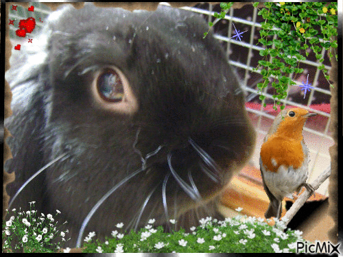 l'oiseau et le lapin - Darmowy animowany GIF
