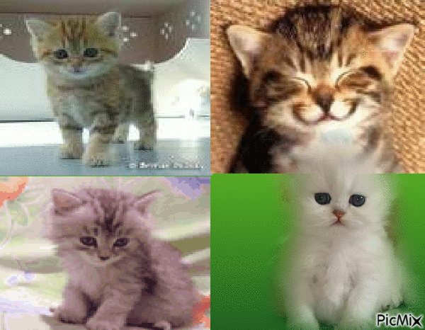 les chatons - GIF animado grátis