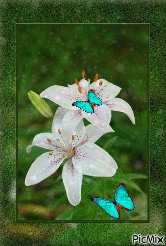 fleurs et papillons - GIF animé gratuit